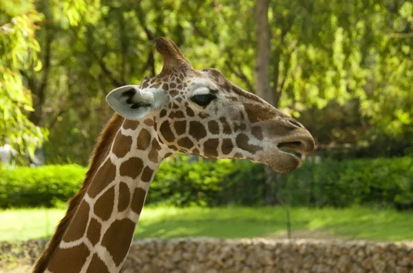 Chefe da girafa — Fotografia de Stock