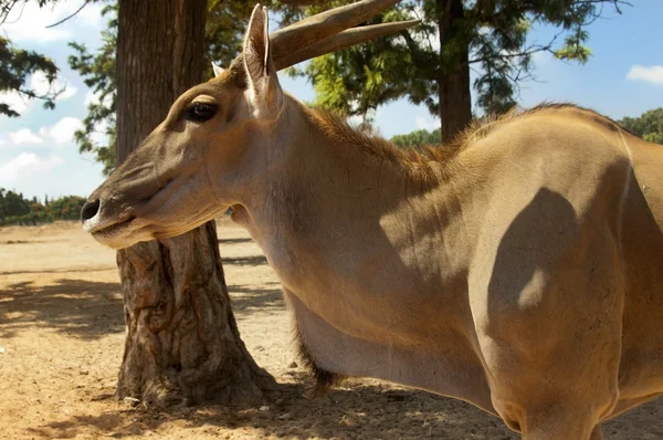 Antílope de Kanna — Foto de Stock