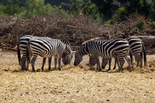 Wypas zebry — Zdjęcie stockowe