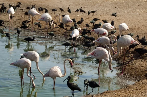 Pink flamingos and black herons — Stock Photo, Image