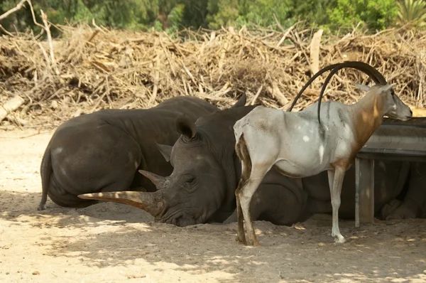 Zasypiające nosorożca — Zdjęcie stockowe