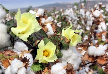 Cotton ready for harvesting clipart