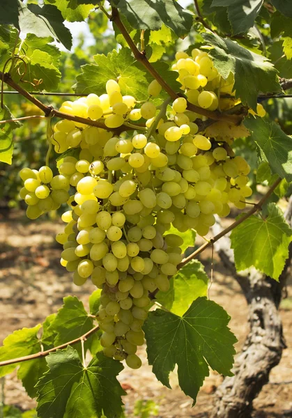 Соковитий зелений виноград — стокове фото