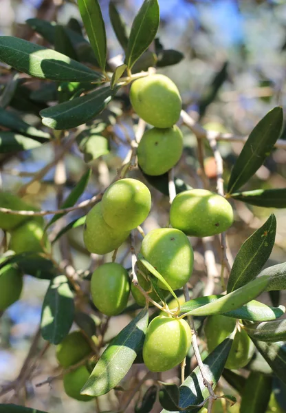 Olives vertes mûres sur une branche — Photo