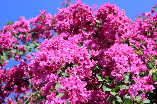 Blooming bougainvillea — Stock Photo, Image