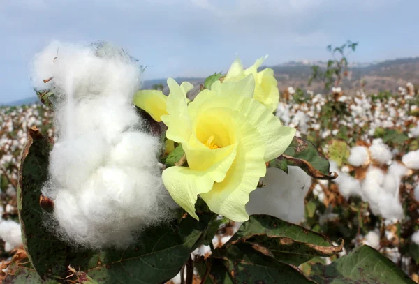 棉花的花 — 图库照片
