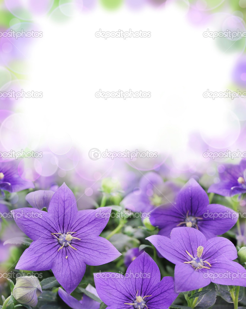 Beautiful bluebells on blurred background