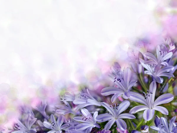 Violette Glocken auf verschwommenem Hintergrund — Stockfoto