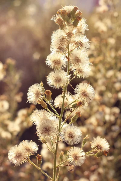 Deflorate wild flower — Stock Photo, Image