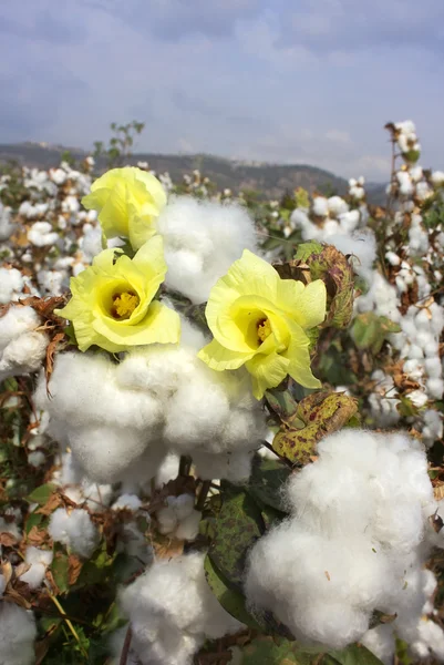Sklizeň bavlny — Stock fotografie