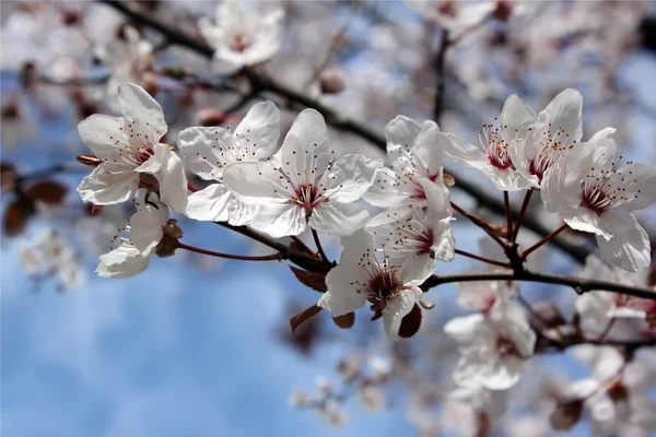 Blommig bakgrund för alla hjärtans dag — Stockfoto