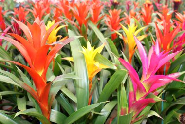güzel guzmania magnifica çiçek