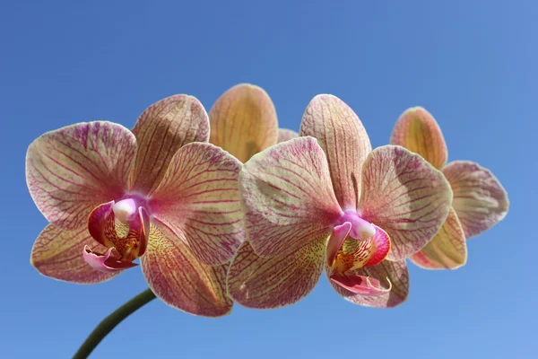 Striped orchid — Stok fotoğraf