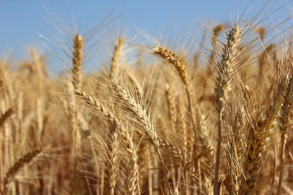 Espigas doradas de trigo — Foto de Stock