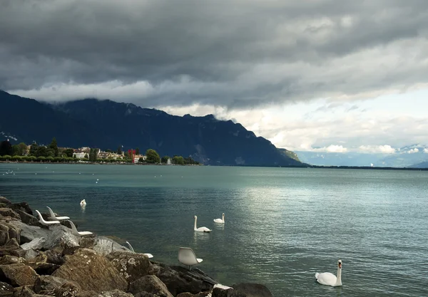 Bílé labutě na Ženevské jezero, Švýcarsko — Stock fotografie