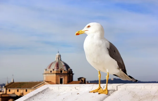 Seagull of Rome — Stock Photo, Image