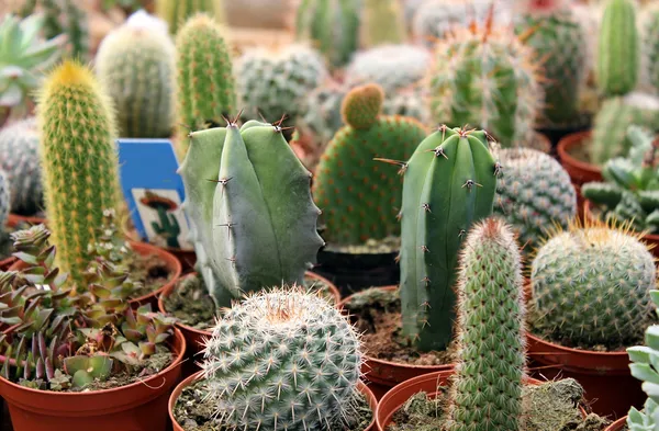 Cactus-collectie — Stockfoto