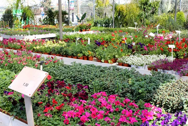 Mudas de flor sazonal — Fotografia de Stock