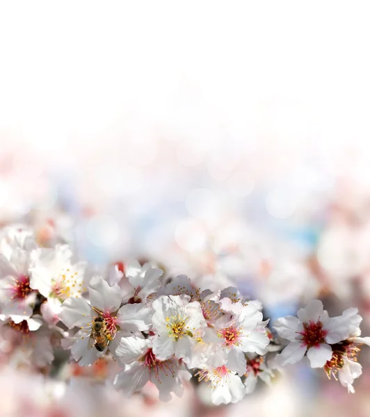 Şeftali ağacı çiçek nektarı toplamak arı — Stok fotoğraf