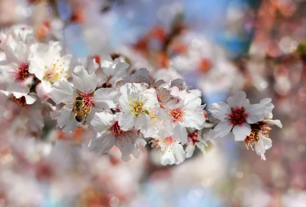 Бджола збирає нектар з квітів персикового дерева — стокове фото