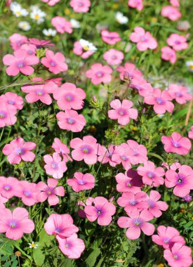 alanın parlak pembe çiçekler