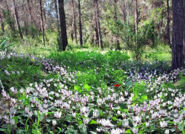 vahşi Siklamen Kayran