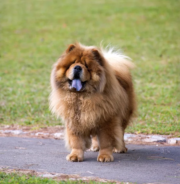 Portrét dog chow chow — Stock fotografie