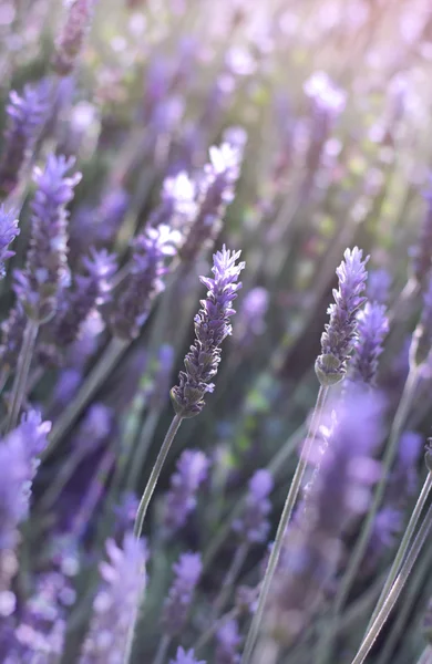 Blommor av lavendel — Stockfoto
