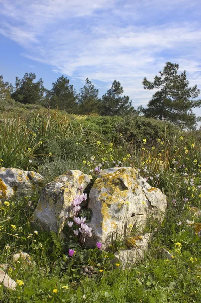 Landschaft mit Frühlingsblumen — Stockfoto