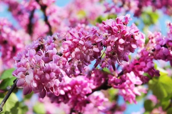 Květy judas tree — Stock fotografie