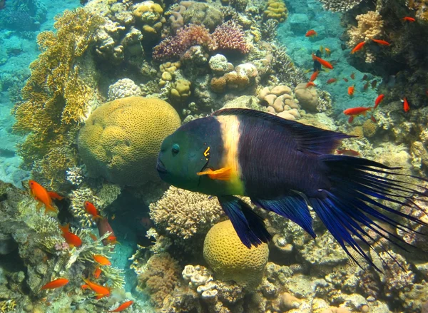 Macho de Broomtail Wrasse (Cheilinus lunulatus ) —  Fotos de Stock