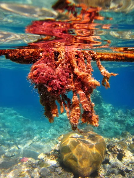 Algas venenosas no Mar Vermelho — Fotografia de Stock