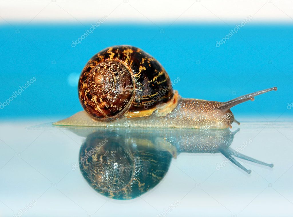 snail crawling on the glass