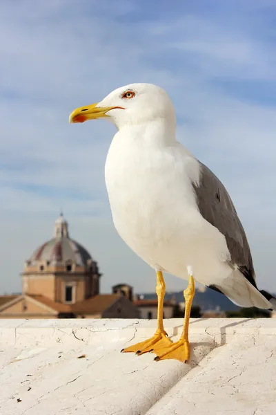 Seagull in Rome — Stock Photo, Image
