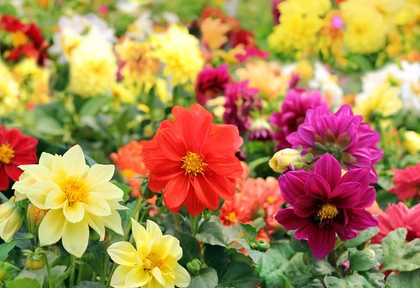 Ljusa olika färgade blommor av dahlia — Stockfoto