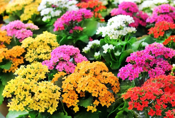 Olika färgade blommor — Stockfoto