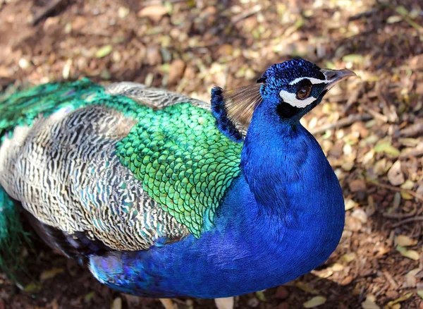 Portrait of a young peacock — Stock Photo, Image