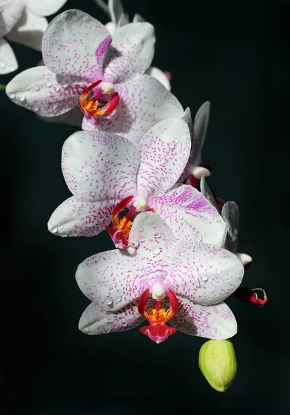 Bílé orchideje s bordó skvrny — Stock fotografie