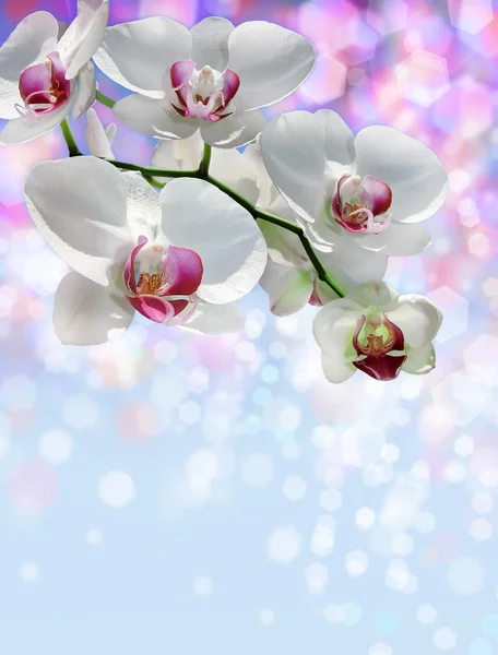 Weiße Orchidee auf verschwommenem Hintergrund — Stockfoto