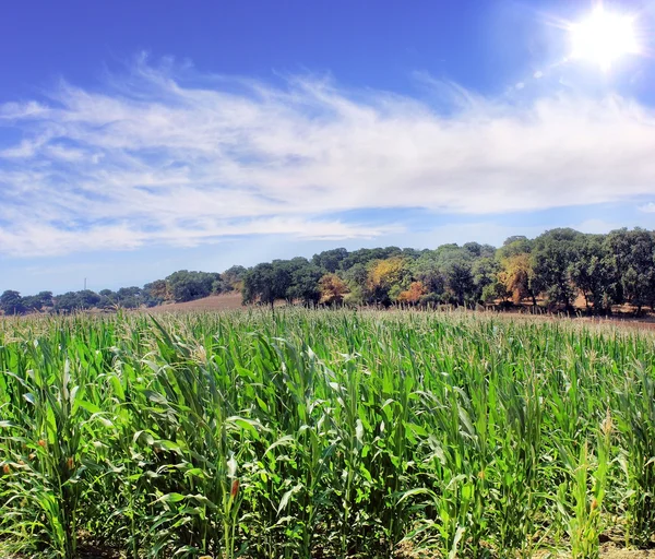 Zelené pole kukuřice — Stock fotografie