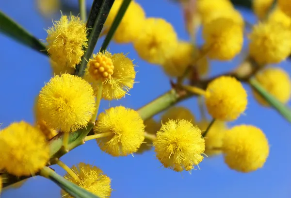 Fluffy balls of blooming mimosa — Stock Photo, Image