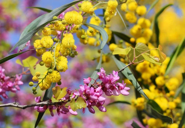 ライラック色の花とミモザ — ストック写真