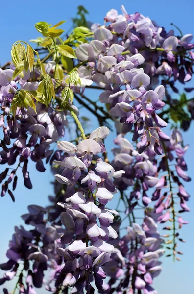 Fleurs de glycine violet vif — Photo