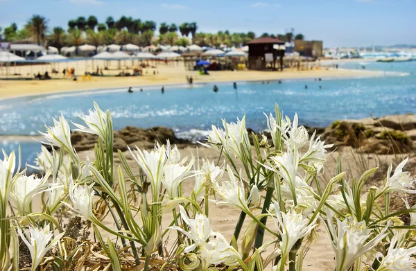 Kum tepeleri üzerinde büyüyen yabani lily — Stok fotoğraf