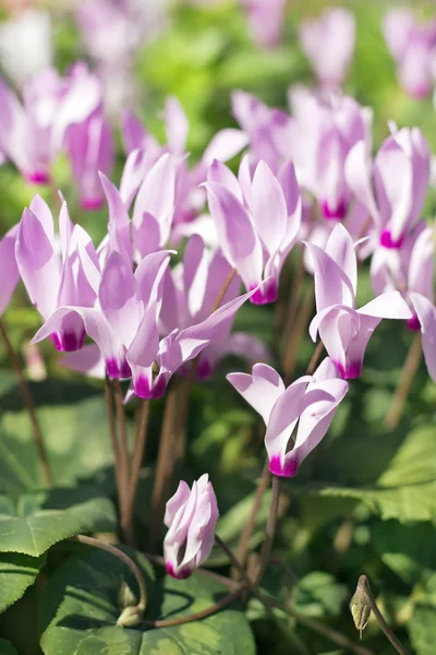 Cyclamen, fleurs violettes douces — Photo