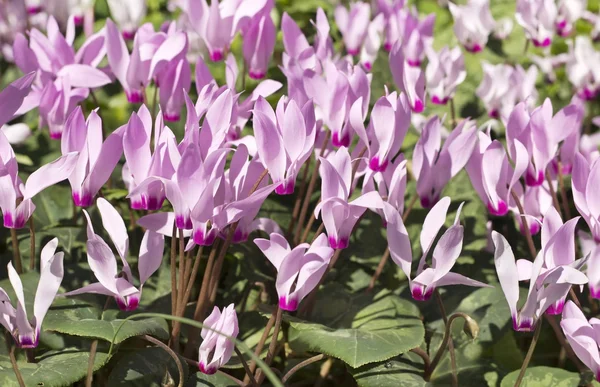 Cyclamen, zarte lila Blüten, Nahaufnahme — Stockfoto