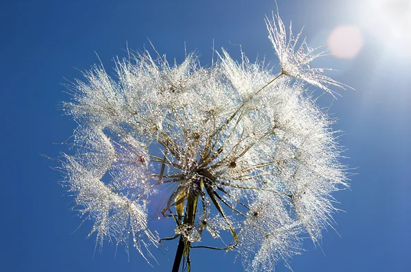 Dandelion with drops of dew — Stock Photo, Image