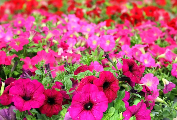 Colorful petunias close-up — Stock Photo, Image