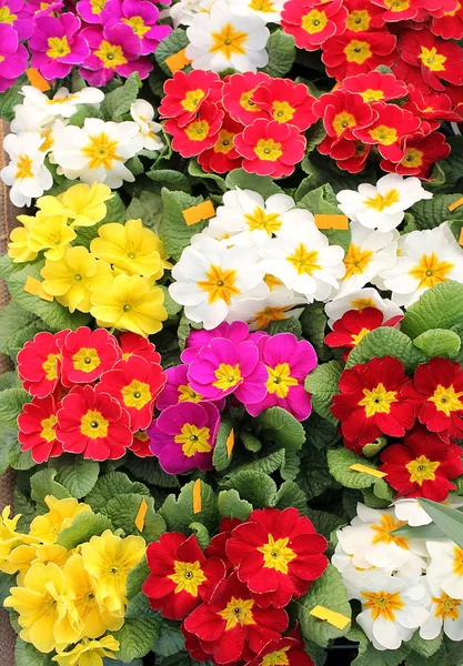 Colored flowers as a floral background — Stock Photo, Image