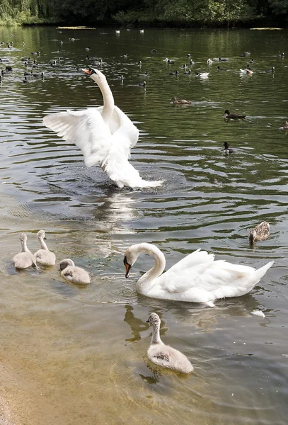 Family of white swans with fledglings — Stock Photo, Image